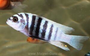 Metriaclima fainzilberi 'Maison Reef'